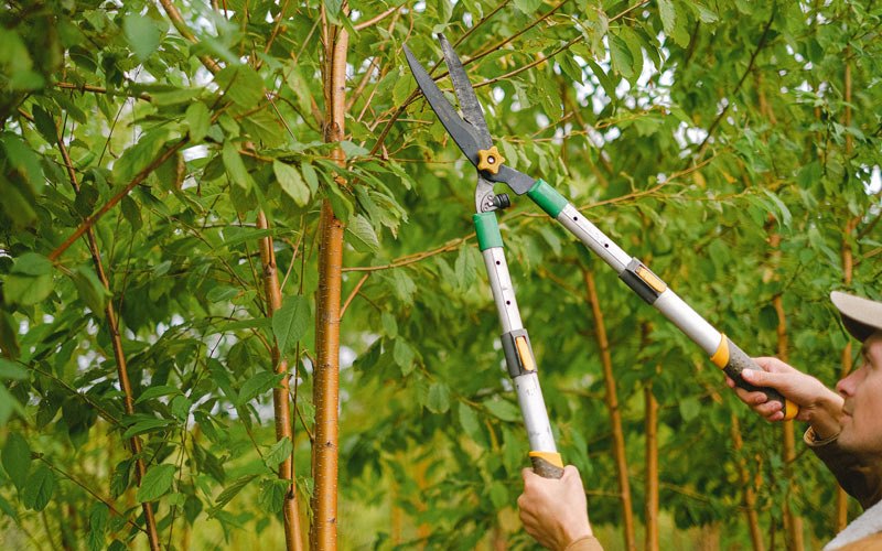 Tree trimming in Juniata, NE
